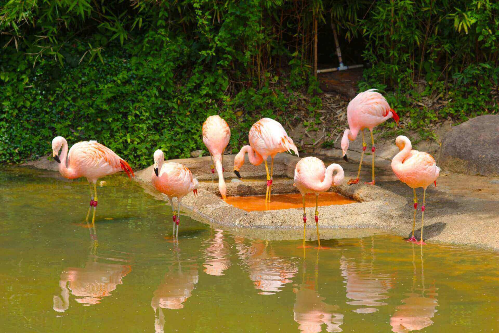 flamingos-in-the-water-open-myflorida-business